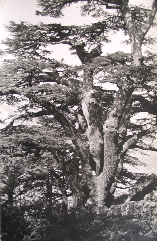 Cèdre millénaire