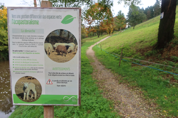Les moutons ont envahi Aixe sur Vienne